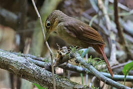 Chiriqui Foliage-gleaner