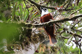 Three-wattled Bellbird