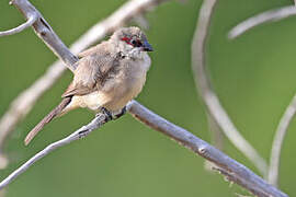 Arabian Waxbill