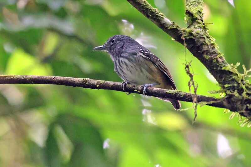 Streak-crowned Antvireo