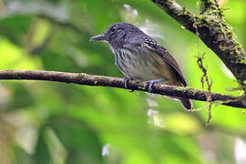 Streak-crowned Antvireo