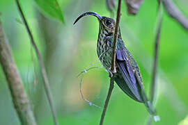 White-tipped Sicklebill