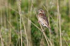 Bruant à oreillons