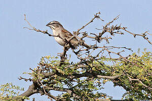 Bruant de Tumbes