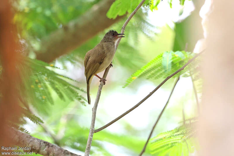 Bulbul à front cendréadulte, identification