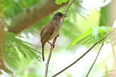 Bulbul à front cendré