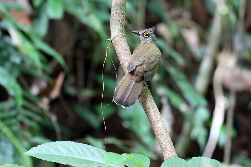 Yellow-wattled Bulbuladult