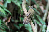 Bulbul à lunettes jaunes