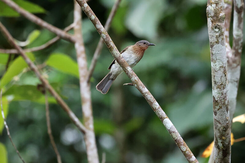 Bulbul des Philippinesadulte