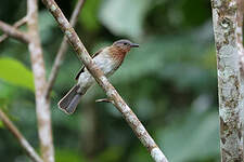 Bulbul des Philippines