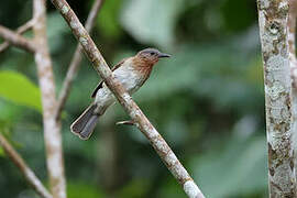 Philippine Bulbul