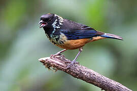 Spangle-cheeked Tanager