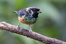 Spangle-cheeked Tanager