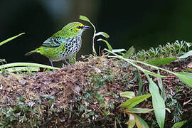 Speckled Tanager