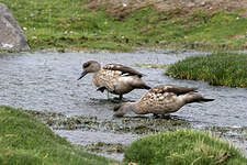 Canard huppé