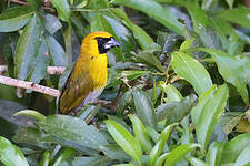 Cardinal à ventre blanc