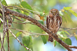 Ferruginous Pygmy Owl