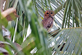 Spotted Wood Owl