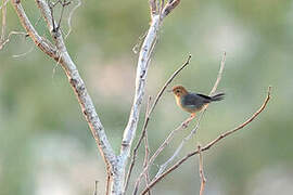 Rock-loving Cisticola