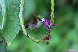 Colibri à coiffe blanche