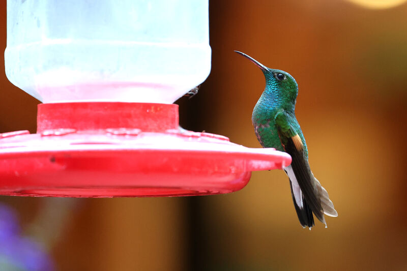 Colibri à épaulettes mâle adulte