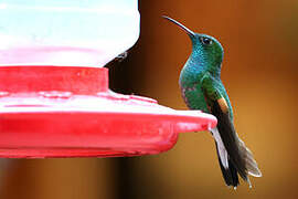 Stripe-tailed Hummingbird