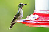 Colibri à gorge lilas