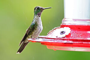 Colibri à gorge lilas