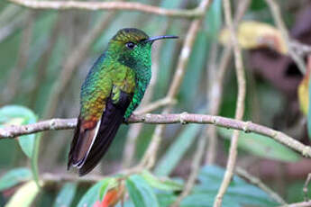 Colibri à tête cuivrée