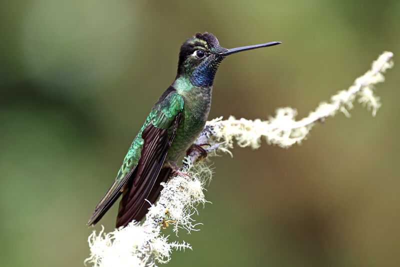 Colibri admirable mâle adulte