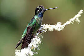 Talamanca Hummingbird