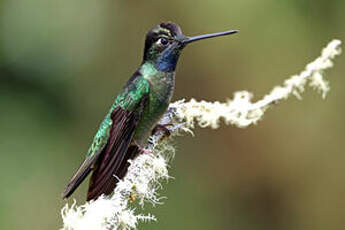 Colibri admirable