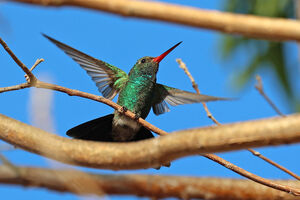 Colibri des Marias