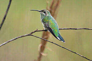 Colibri guaïnumbi