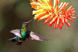 Fiery-throated Hummingbird