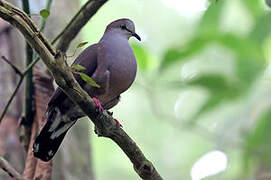 Grey-chested Dove