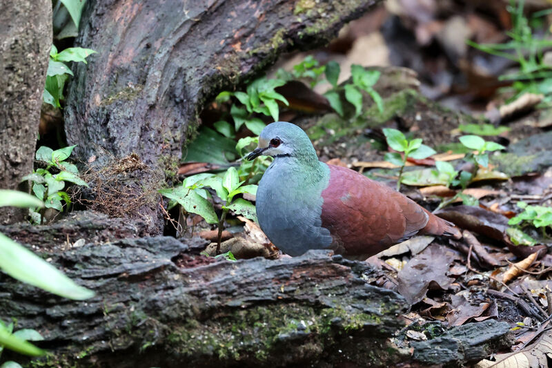 Buff-fronted Quail-Doveadult