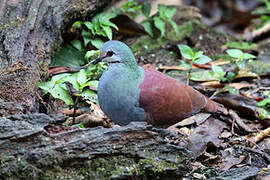 Buff-fronted Quail-Dove