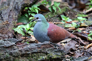 Colombe du Costa Rica