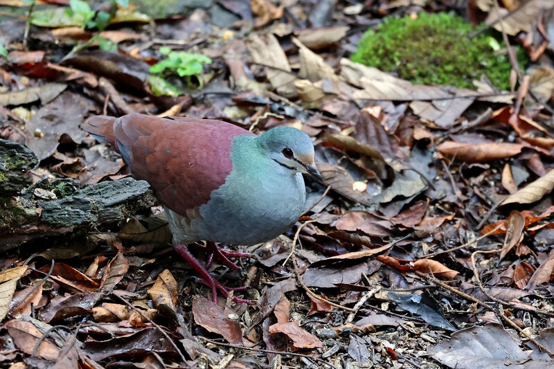 Buff-fronted Quail-Doveadult