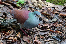 Buff-fronted Quail-Dove