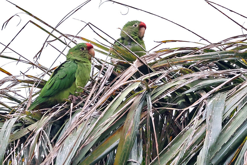 Conure de Finsch