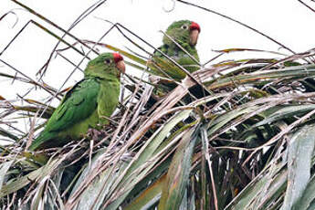 Conure de Finsch