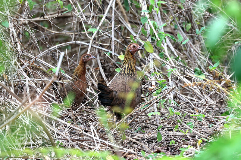 Red Junglefowl female adult