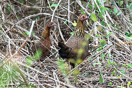 Red Junglefowl