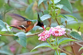 White-crested Coquette