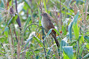 Coucal rufin