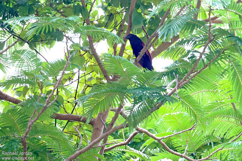 Coucal vert