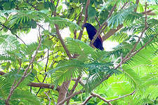 Coucal vert