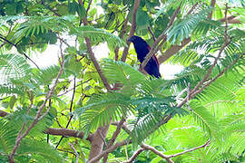 Philippine Coucal